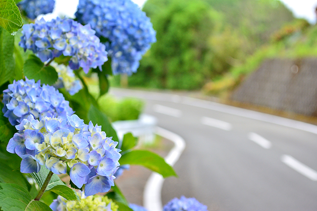 普光寺 紫陽花