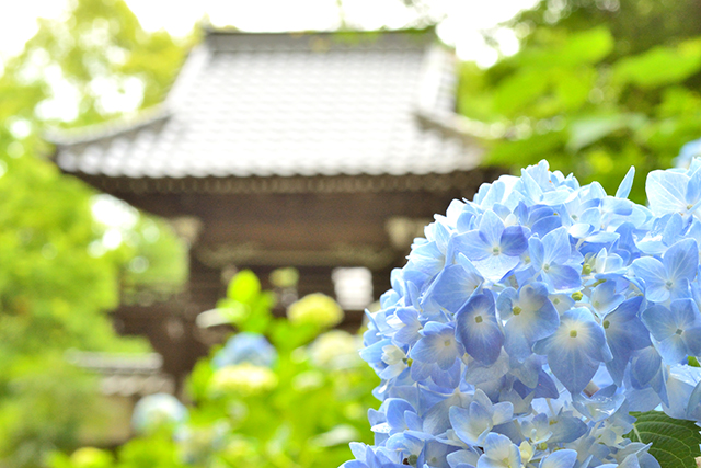 普光寺 紫陽花