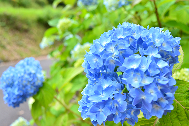 普光寺 紫陽花 あじさい祭り