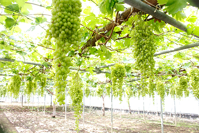 大分農業文化公園