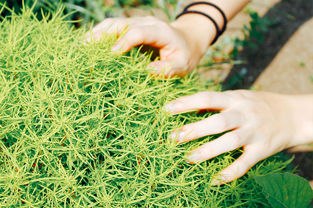 大分農業文化公園
