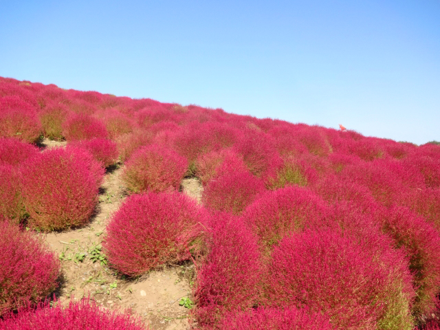 大分農業文化公園