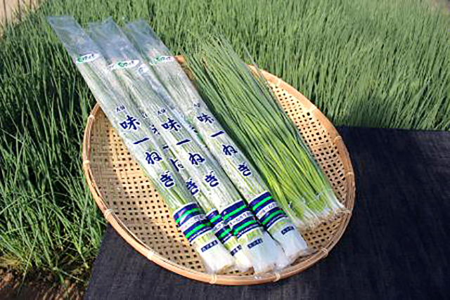 大分味一ねぎ 農業