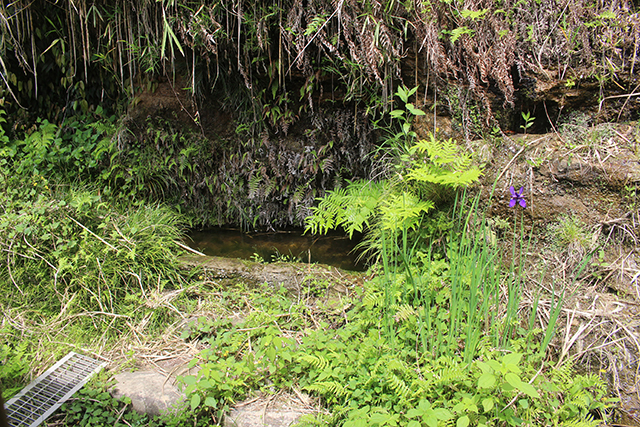 安心院　エコビレッジ 地球人村