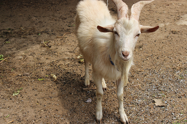 安心院　エコビレッジ 地球人村