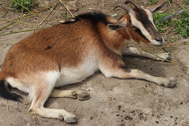 安心院　エコビレッジ 地球人村