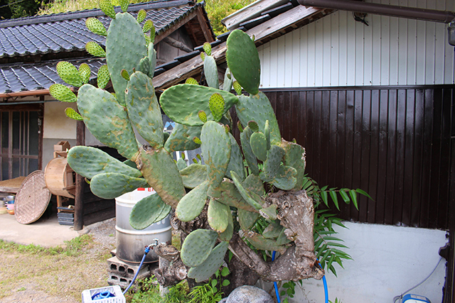 安心院　エコビレッジ 地球人村 サボテン