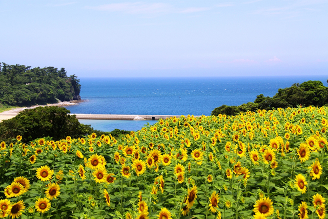 国東半島のビーチでアクティブな夏♡長崎鼻ビーチリゾート