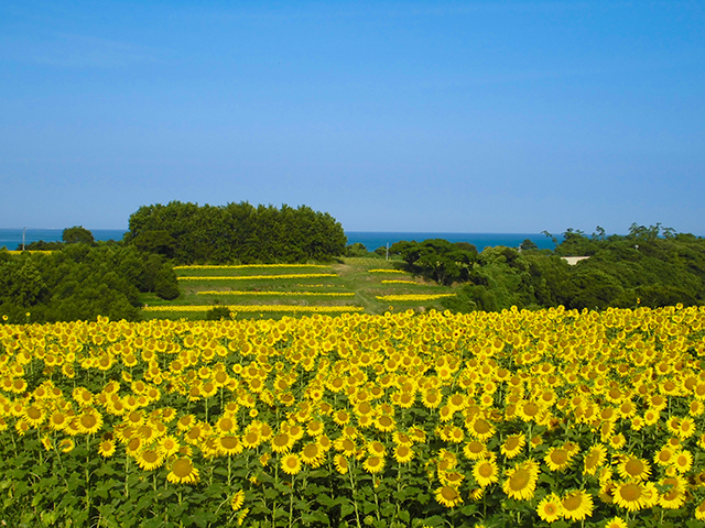 国東半島のビーチでアクティブな夏♡長崎鼻ビーチリゾート