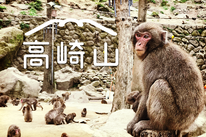 あなたの推しザルは！？今こそ行こう！高崎山