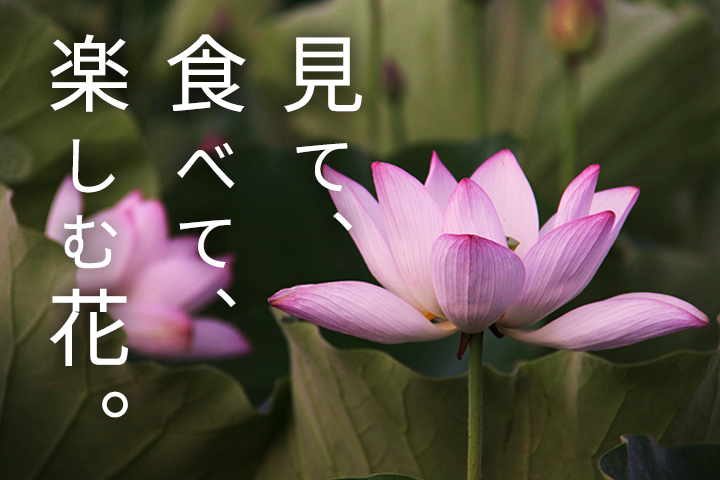 見て、食べて、楽しむ花。