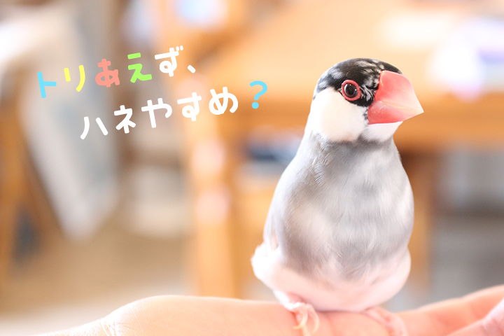 鳥カフェ、もう行った？！