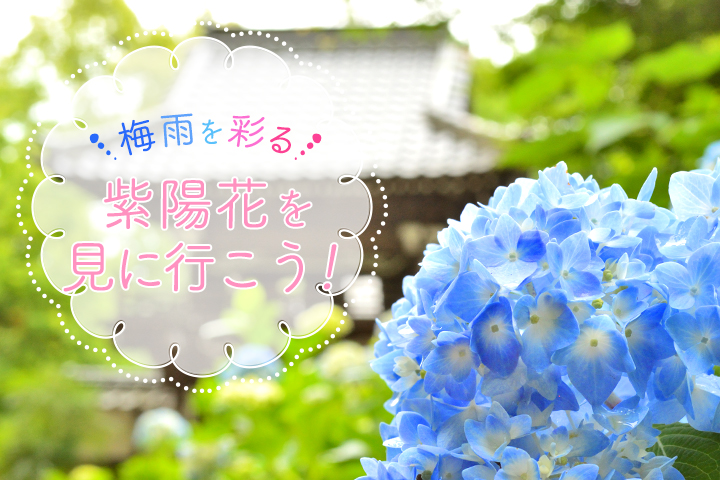 梅雨をカラフルに彩る、紫陽花を見に行こう！