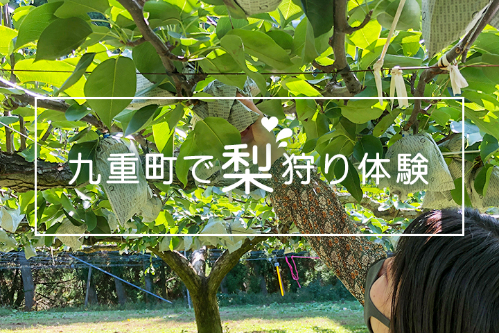 もぎたてフルーツ最高！秋の味覚、梨狩りに行ってきました★