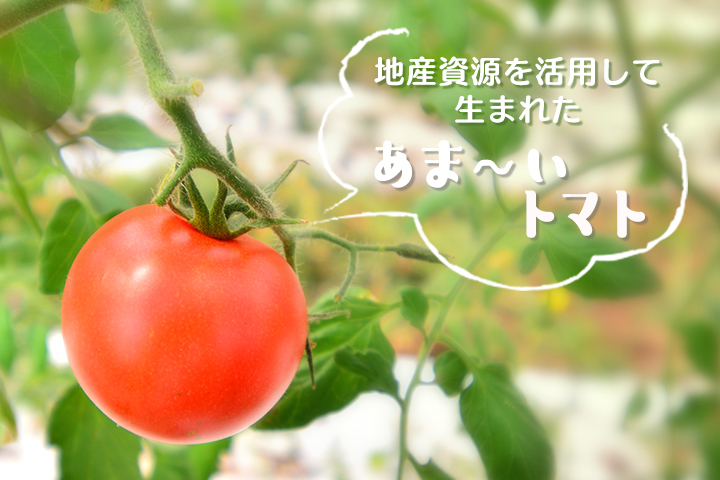 地産資源を活用して生まれたあま〜いトマト