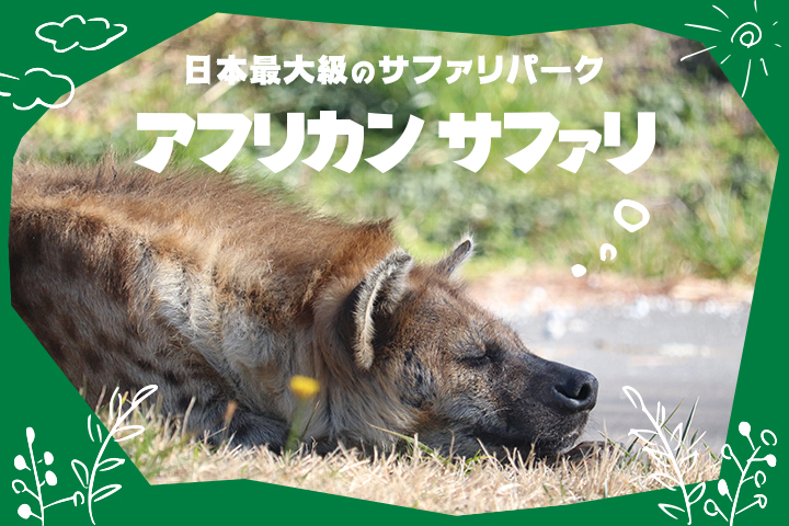 猛獣たちが目の前に！ <br>日本最大級のサファリパーク