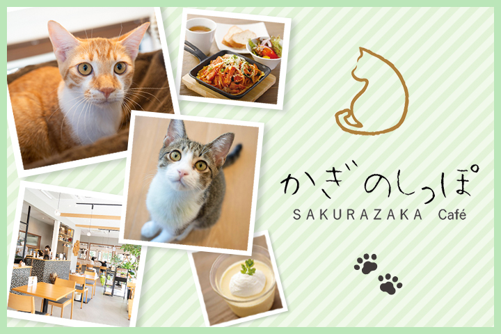 保護ネコと新しい家族とを結ぶ、しあわせな「にゃんむすび」