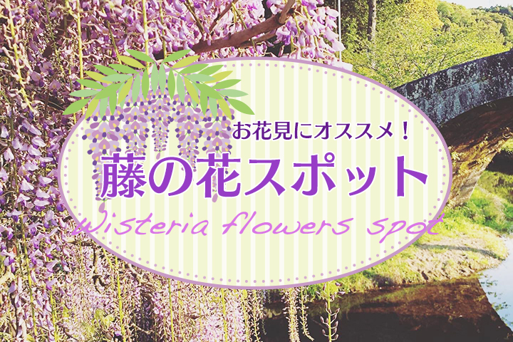 お花見にオススメ！藤の花スポット