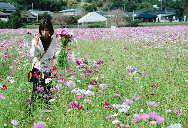 約2,500万本のコスモスがお出迎え！西日本最大級の規模「三光コスモス園」