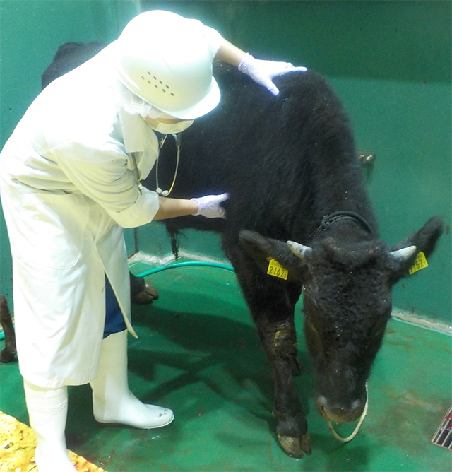 大分県庁獣医師職員